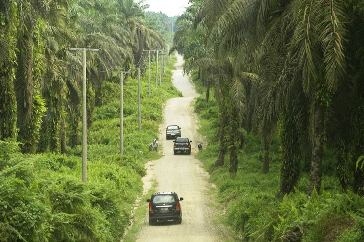 Kelapa Sawit Riau.jpg